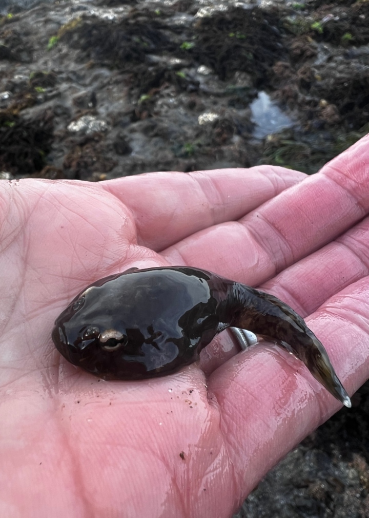 Tadpole Fish